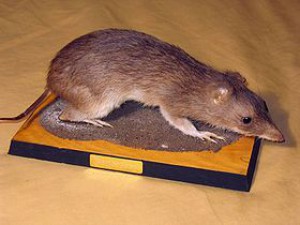 280px-taxidermied_bandicoot.jpg