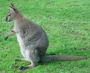 258px-red-necked-wallaby.jpg