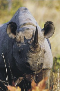 458_nosorozec-dvourohy-black-rhino.jpg