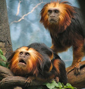 310px-golden-headed-lion-tamarins.jpg
