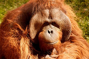 258px-orangutan_male.jpg