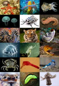 animal_diversity.png