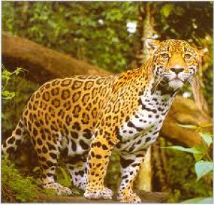 jaguar-americky-1.jpeg