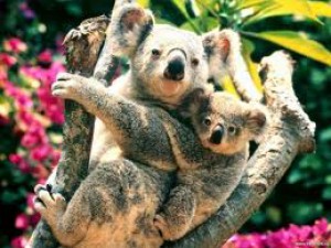 koala-s-mladetem.jpeg