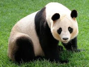 panda-3.jpeg
